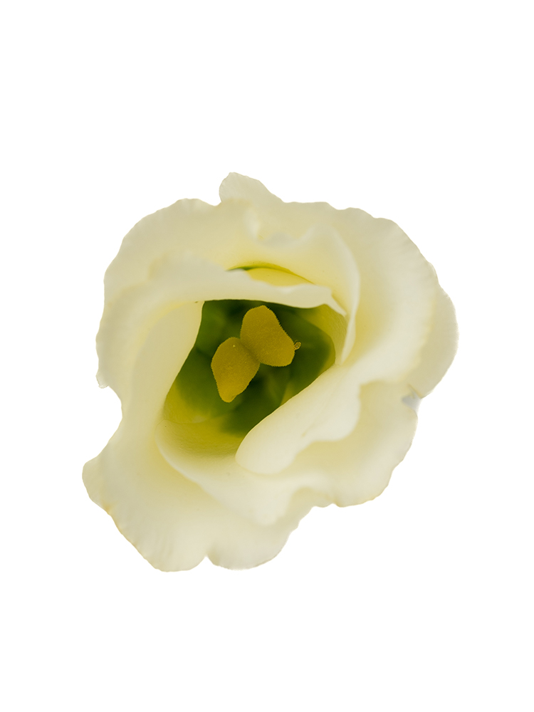 【生花】トルコキキョウ・無花粉(白) 品種おまかせの花アップ