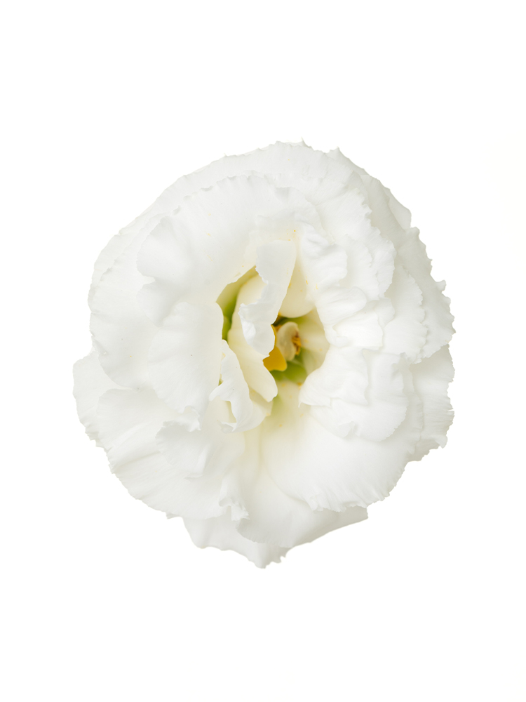 【生花】トルコキキョウ(白) 品種おまかせの花アップ