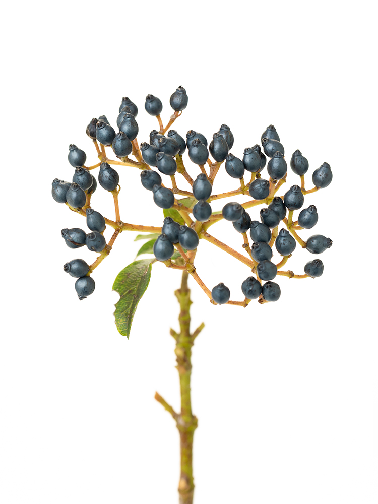 【生花】ビバーナム ティナスレッドの花アップ