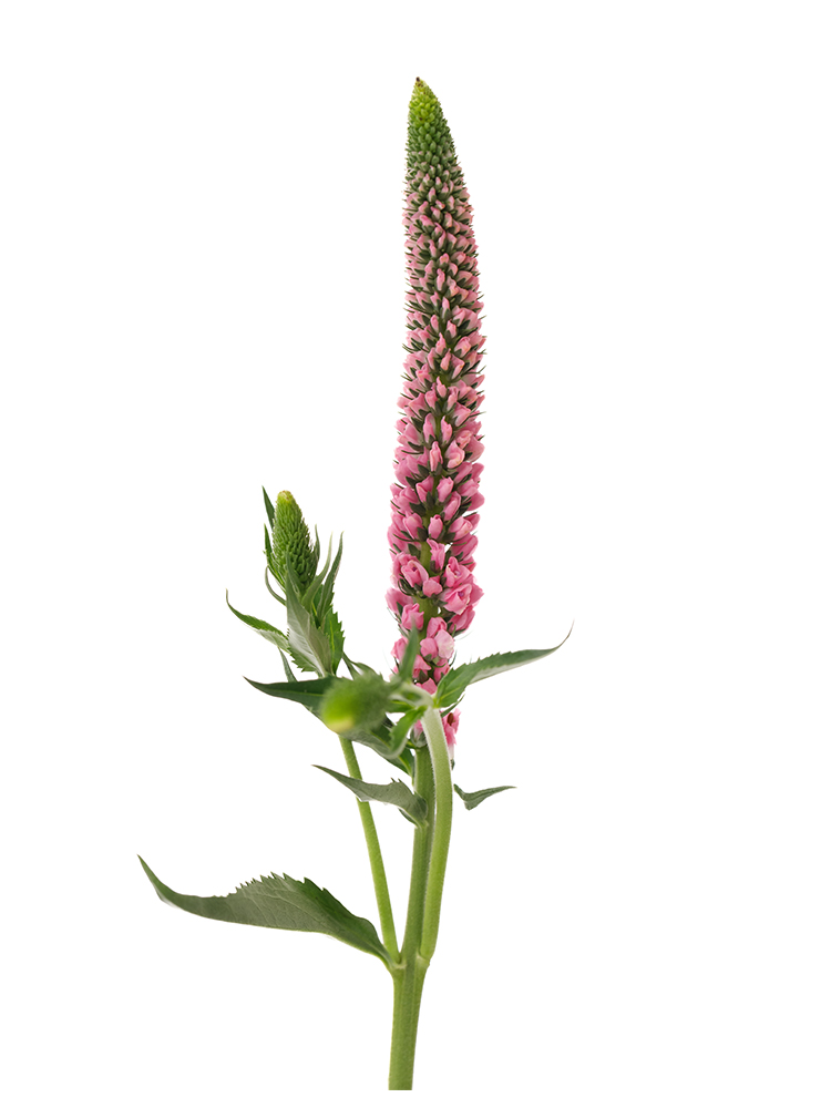 【生花】ベロニカ(ピンク) 品種おまかせの花アップ