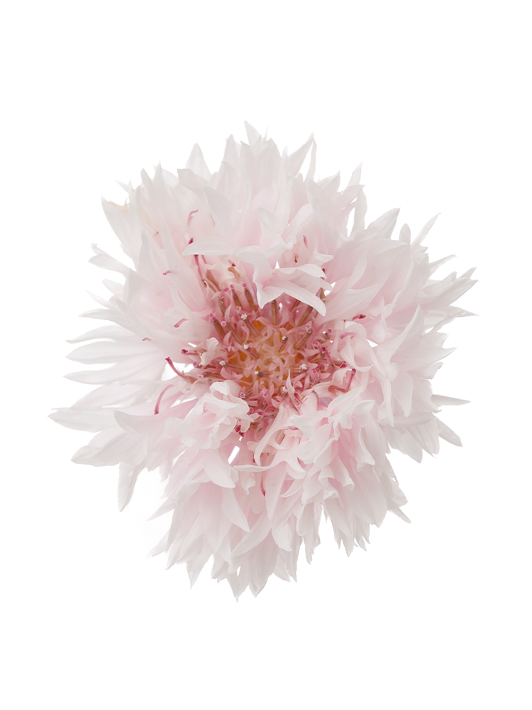 【生花】ヤグルマギク(セントーレア) 矢車桃の花アップ