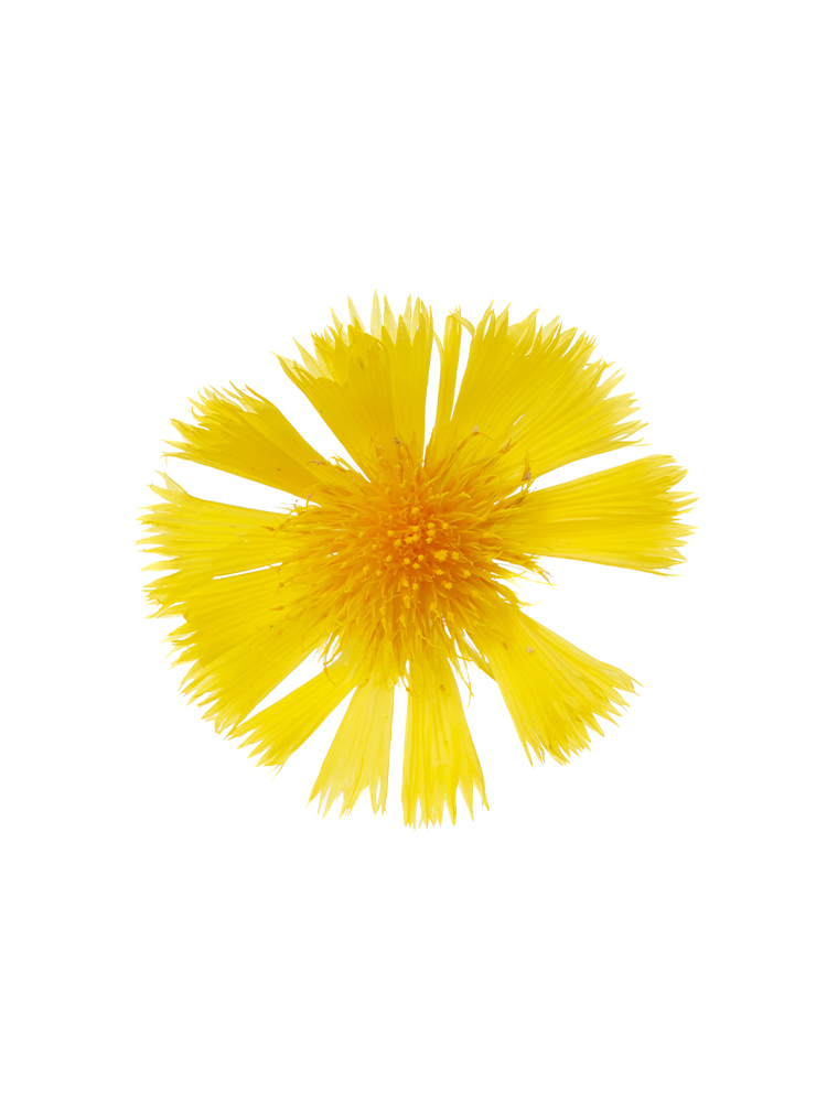 【生花】ヤグルマギク(セントーレア) イエローサルタンの花アップ