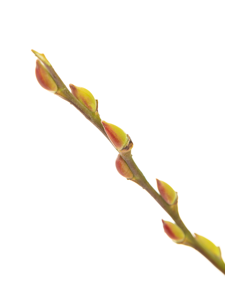 【生花】ヤナギ アカメヤナギの花アップ