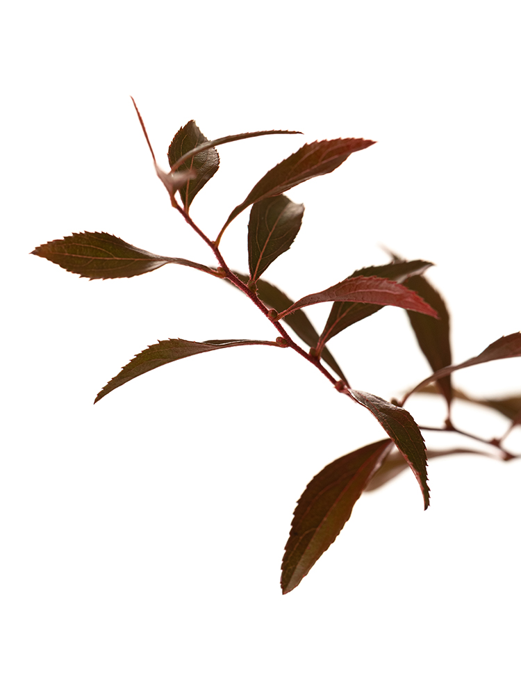 【生花】ヤナギ 雪柳(紅葉)の花アップ