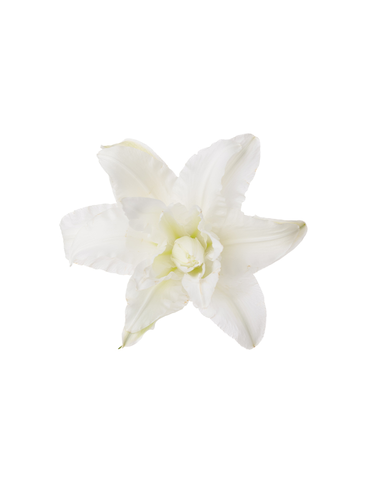 【生花】ユリ(オリエンタル) ホワイトトルネードの花アップ