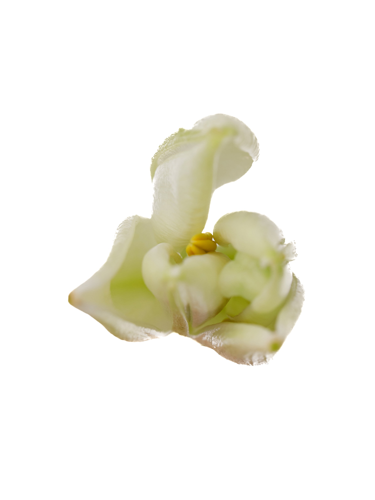 【生花】テッポウユリ(白) 品種おまかせの花アップ