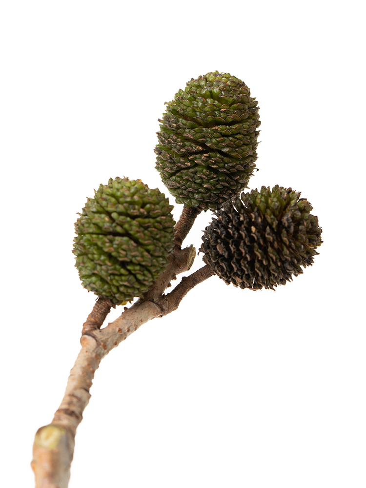 【生花】ヤシャ 品種おまかせ(緑)の花アップ