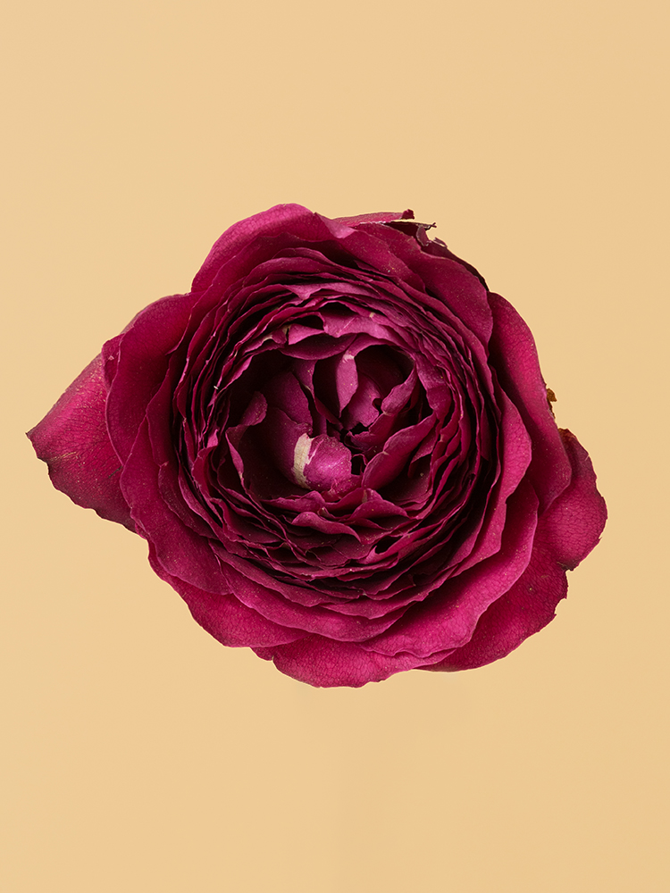 【高級ドライ】バラ フレグランスレッドの花アップ