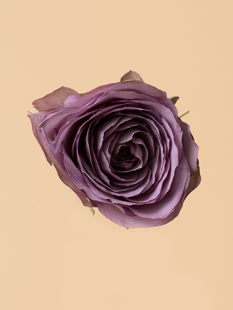 【高級ドライ】バラ　ライラッククラシック花アップ