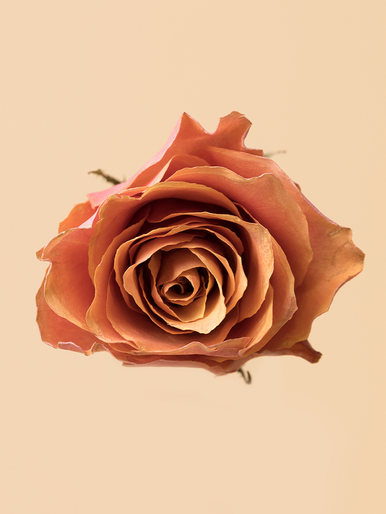 【高級ドライ】バラ(オレンジ) 品種おまかせの花アップ