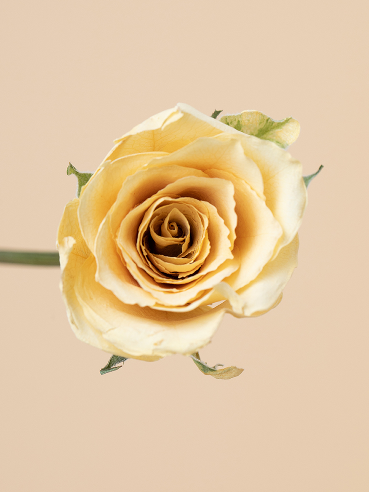 【高級ドライ】バラ(黄)　品種おまかせ花アップ