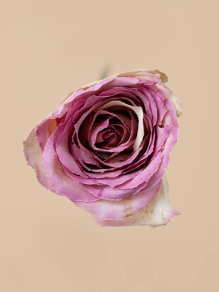 【高級ドライ】バラ ソルベットアヴァランチェ花アップ