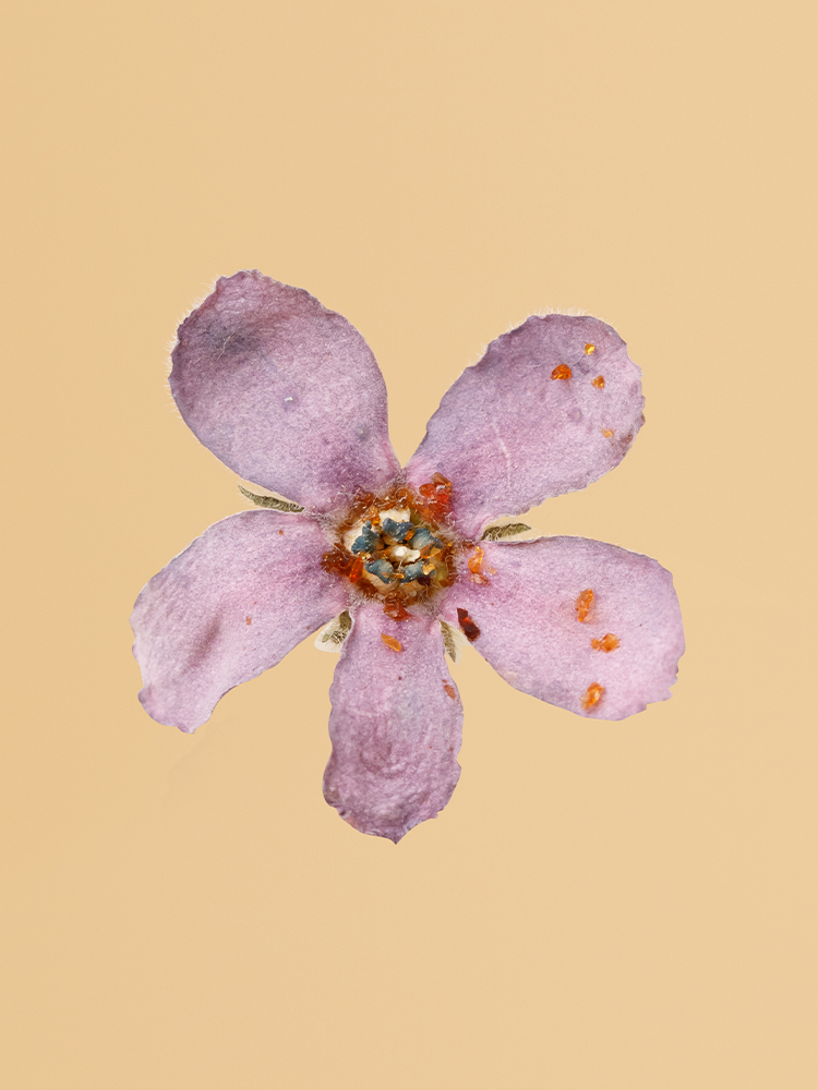 【高級ドライ】ブルースター　ピュアブルーの花アップ