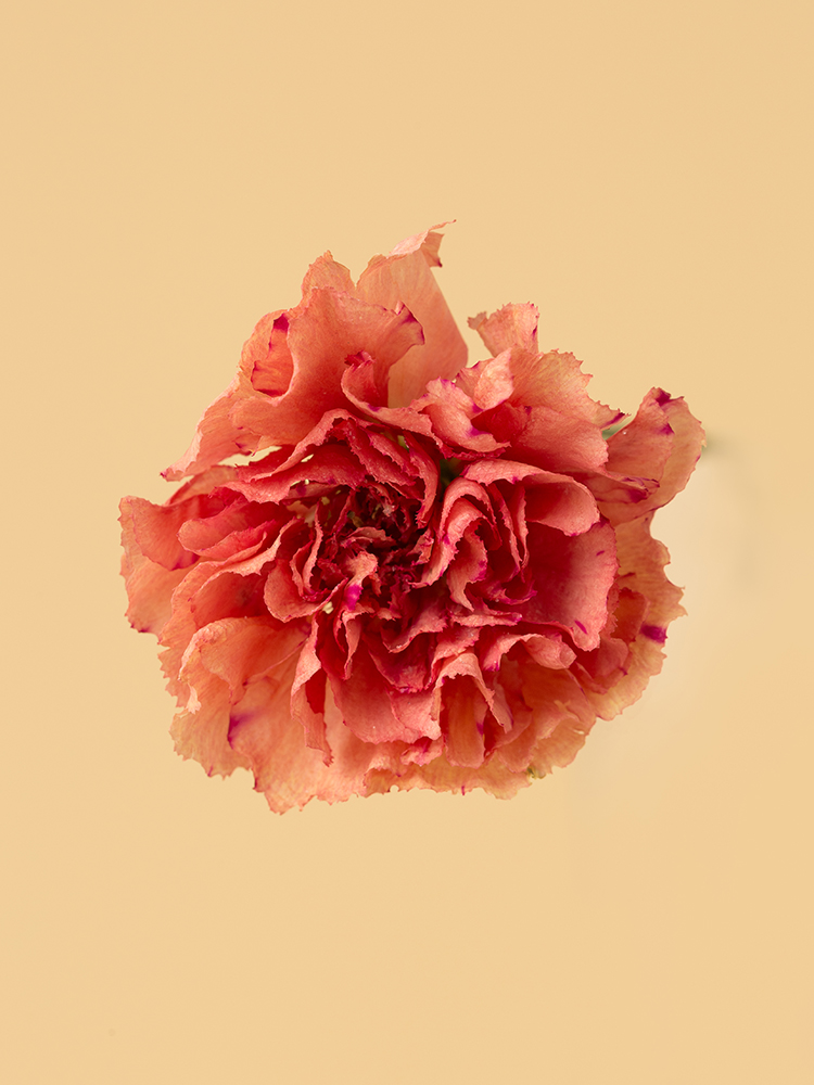 【高級ドライ】カーネーション ライオンキングの花アップ