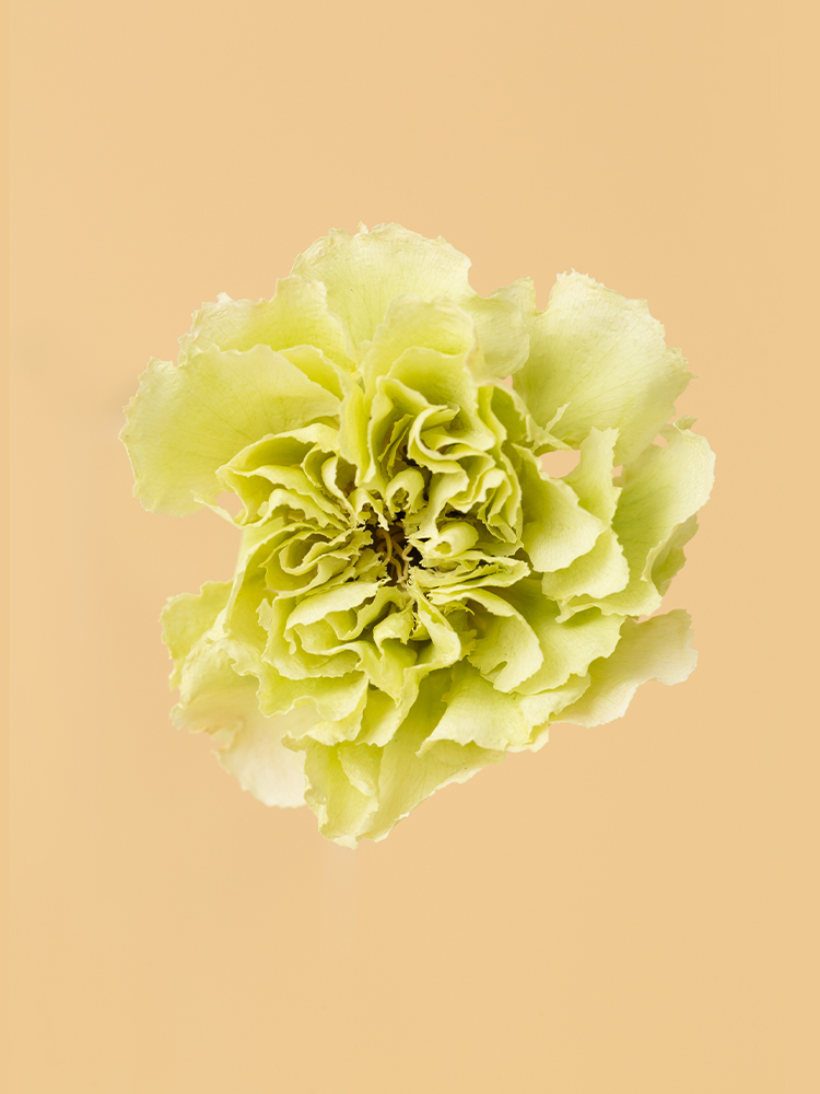 【高級ドライ】カーネーション　プラドミントの花アップ