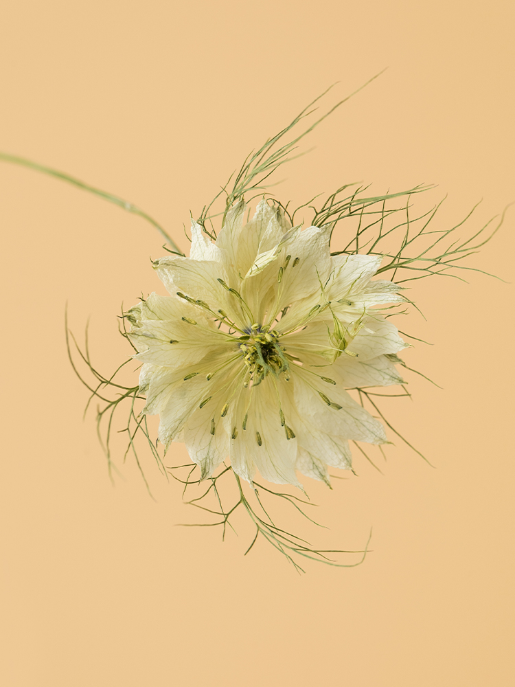 最終価格★精密画★花★額★flower★ボタニカル★西洋★2枚セット★植物画 高級ドライ】ニゲラ(白) 品種おまかせ【50cm】｜Flower Smith