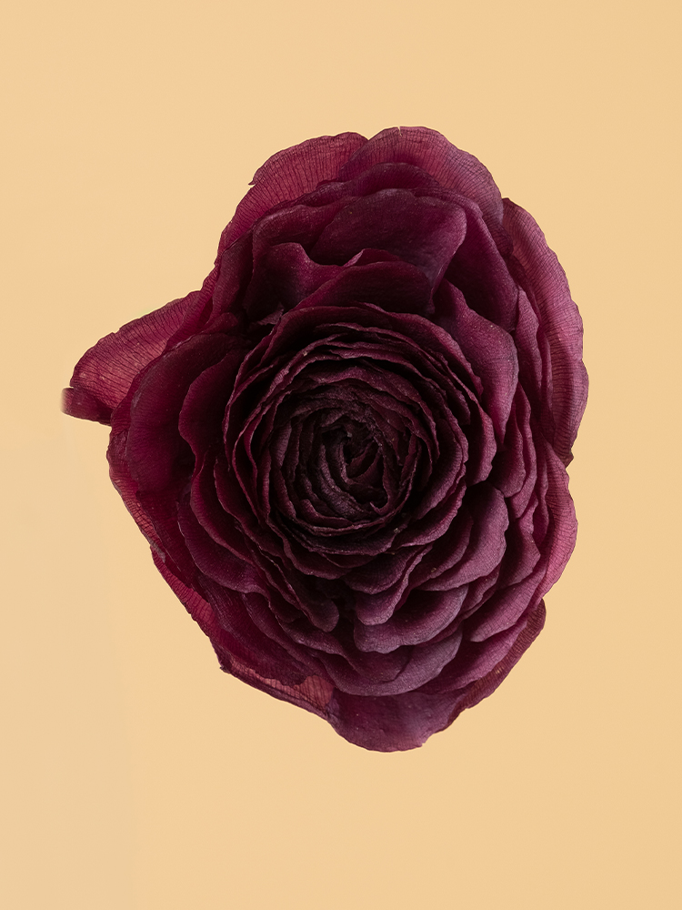 【高級ドライ】ラナンキュラス 紅てまりの花アップ