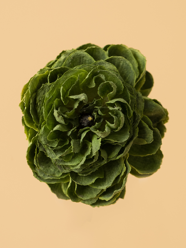 【高級ドライ】ラナンキュラス　ポムロールの花アップ