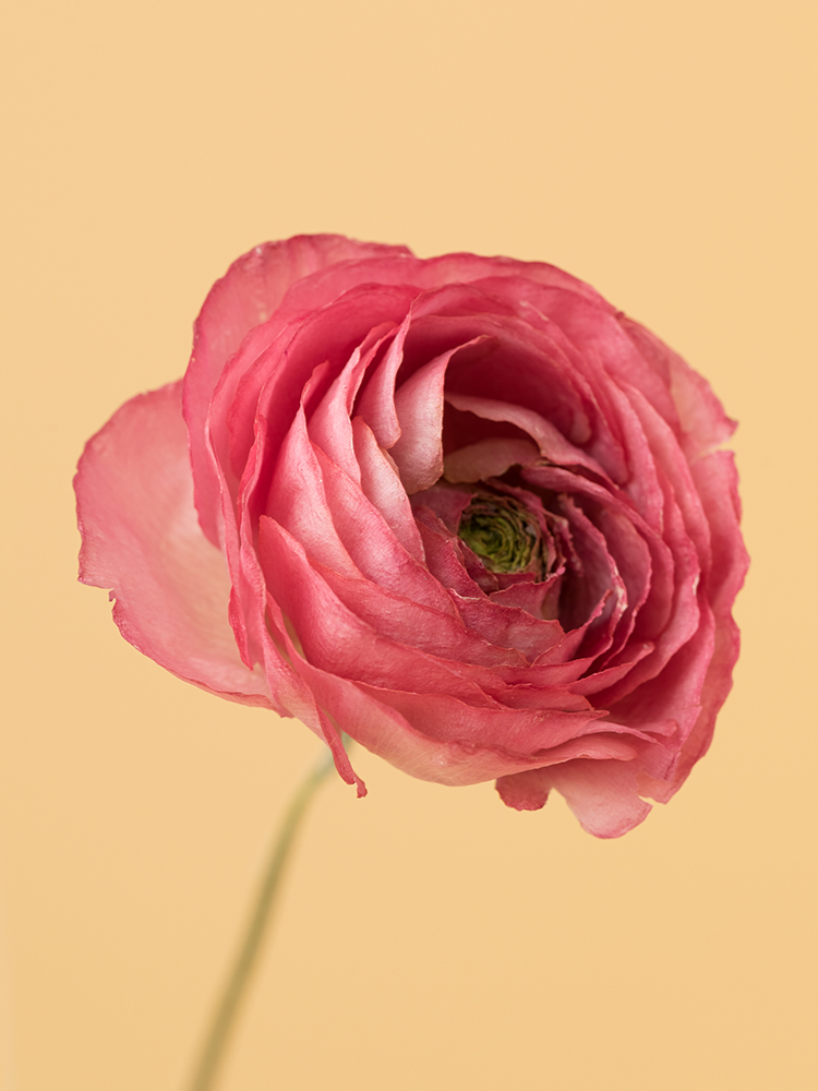 【高級ドライ】ラナンキュラス 竜宮さんご花アップ