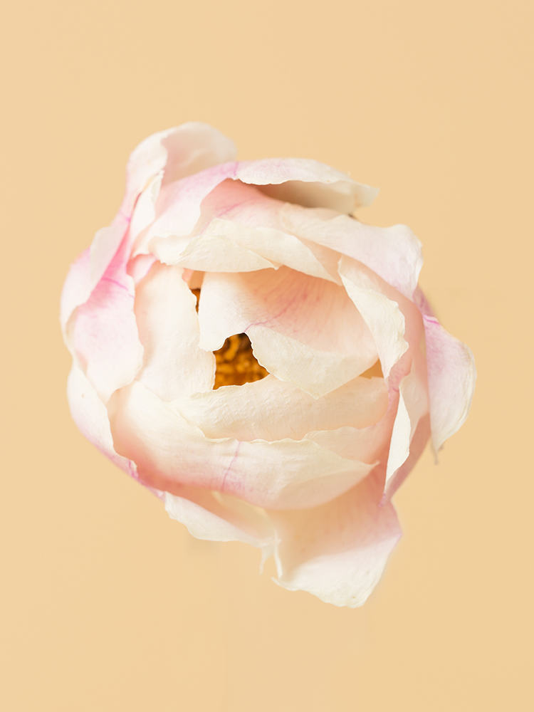 陶板　芍薬の花 ac-1028_m.jpg
