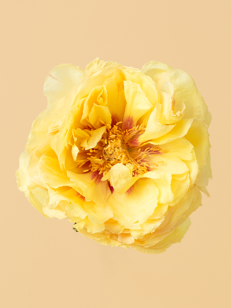 【高級ドライ】シャクヤク　バードゼラの花アップ