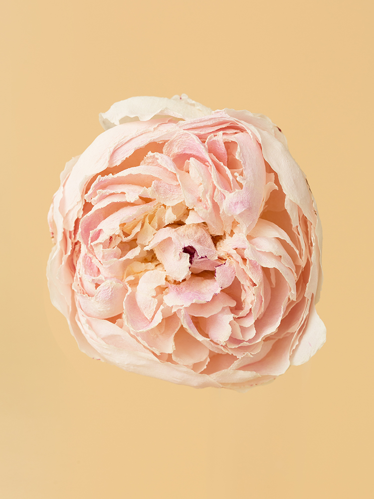 芍薬 – 花と硝子 || THE COVER NIPPON