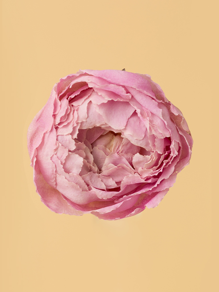 【高級ドライ】シャクヤク　ルーズベルトの花アップ