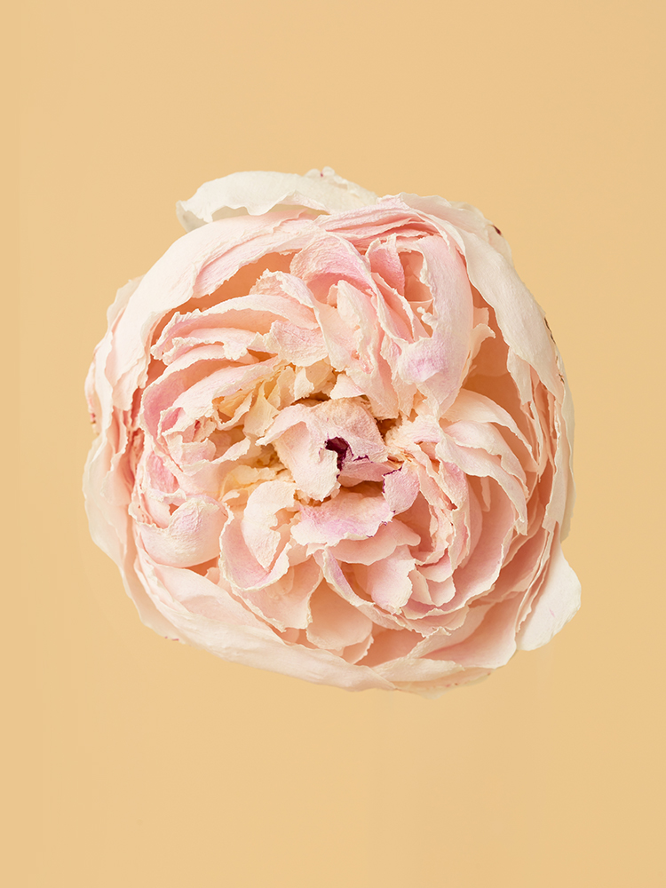 高級ドライ】芍薬 滝の粧【薄ピンク/50cm】｜Flower Smith