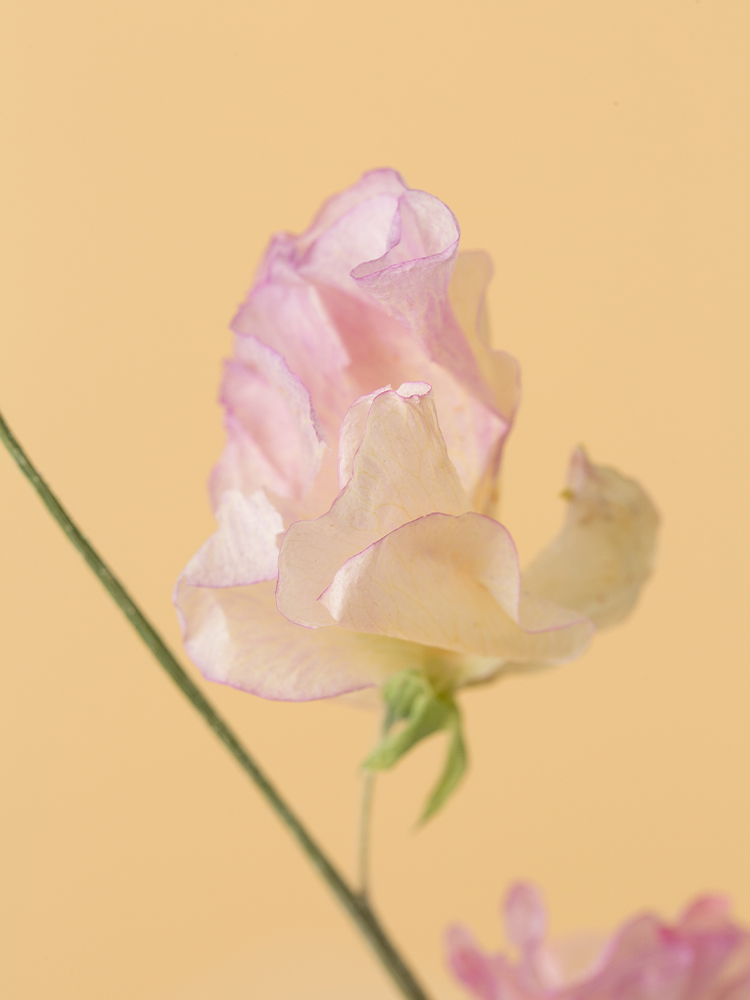 【高級ドライ】スイートピー エンジェルキッスの花アップ