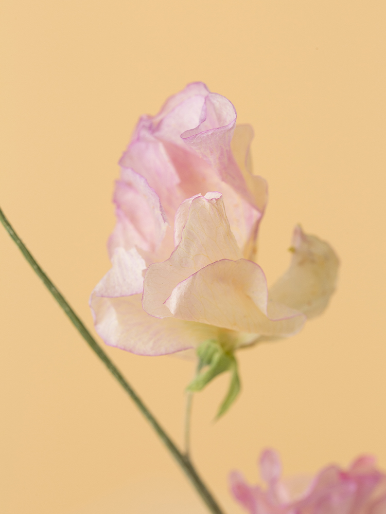 【高級ドライ】スイートピー　ダイアナの花アップ