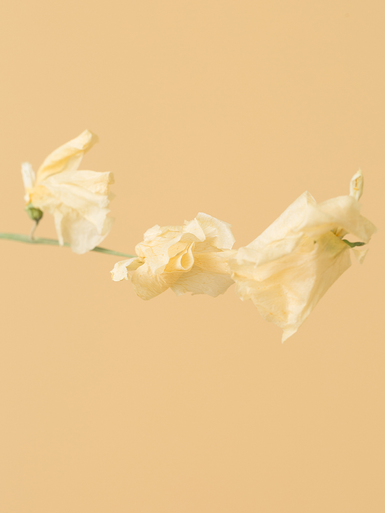 高級ドライ】スイートピー(白) 品種おまかせ【40cm】｜Flower