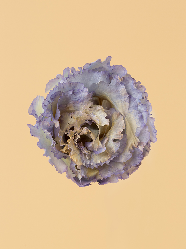 【高級ドライ】トルコキキョウ・フリンジ(薄紫) 品種おまかせの花アップ