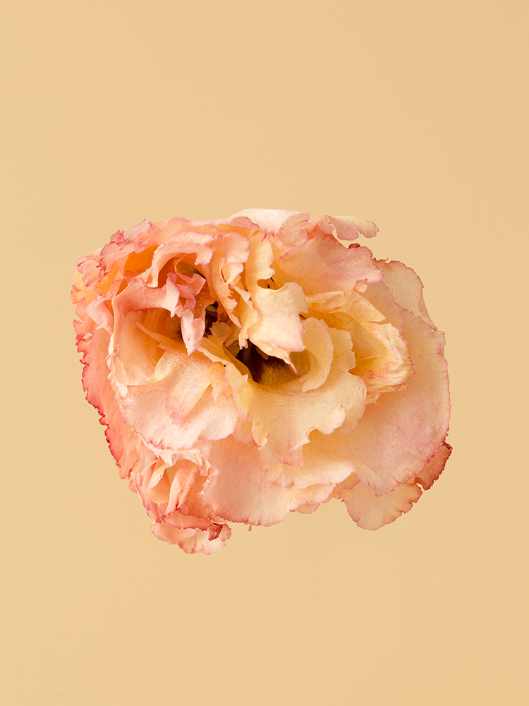 【高級ドライ】トルコキキョウ・フリンジ(ピンク) 品種おまかせの花アップ