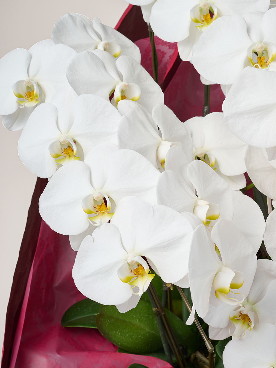 胡蝶蘭 大輪 白 10本立ち 90輪以上のアップ