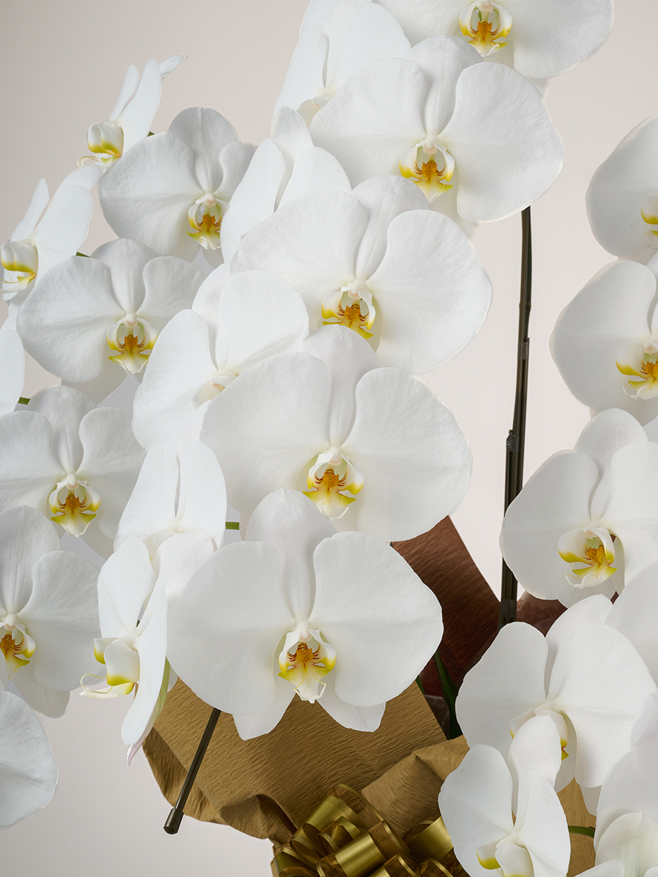 胡蝶蘭 大輪 白 3本立ち 30輪以上｜Flower Smith Gift（フラワースミス