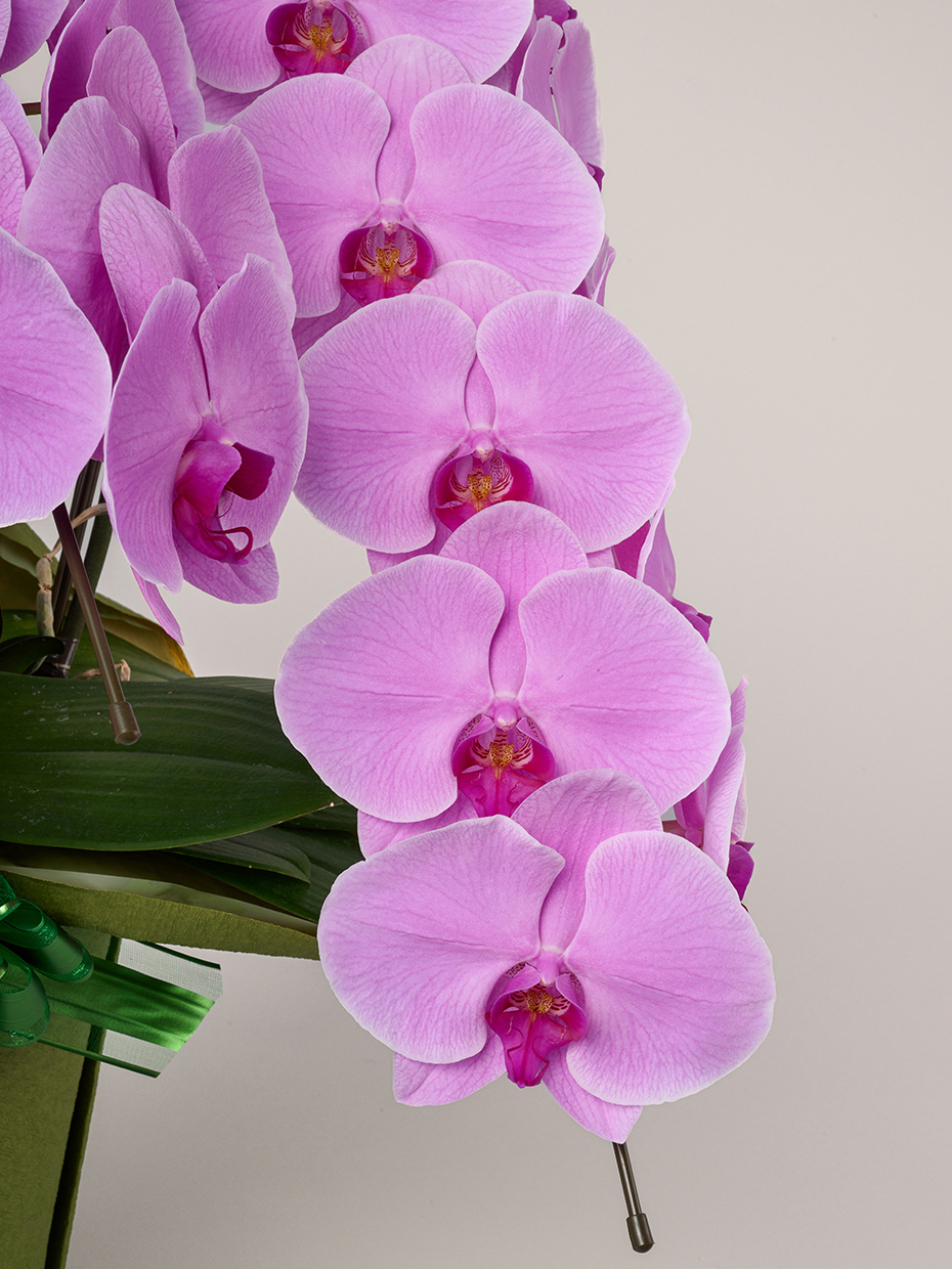 胡蝶蘭 大輪 ピンク 3本立ち 33輪以上のアップ