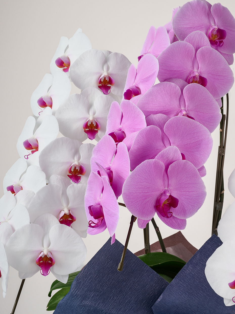 胡蝶蘭 大輪 MIX（赤リップ2/ピンク1） 3本立ち 33輪以上のアップ