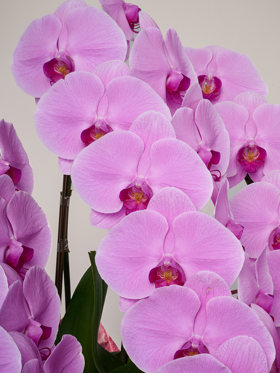 胡蝶蘭 大輪 ピンク 3本立ち 42輪以上のアップ