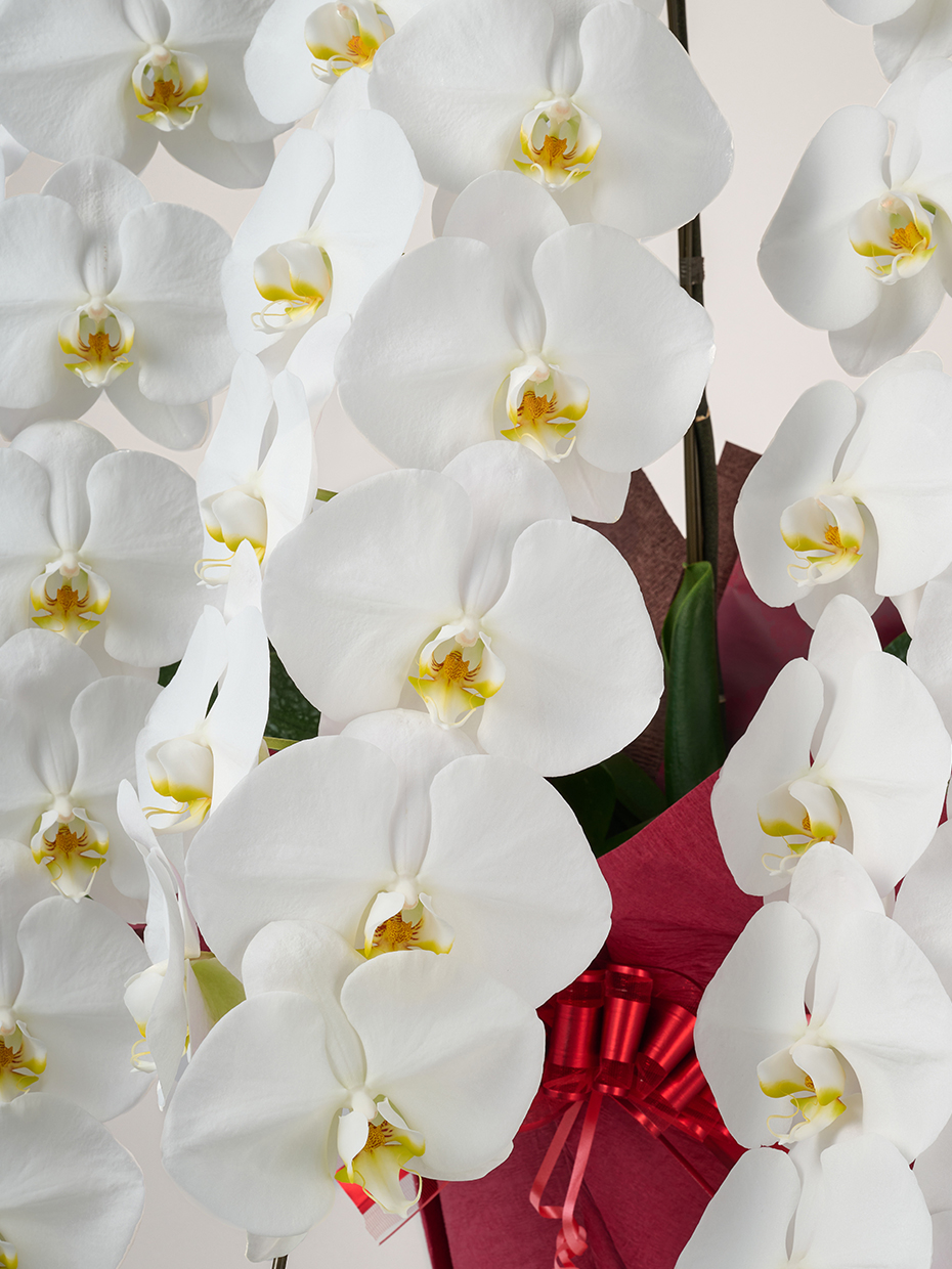 胡蝶蘭 大輪 白 3本立ち 42輪以上のアップ
