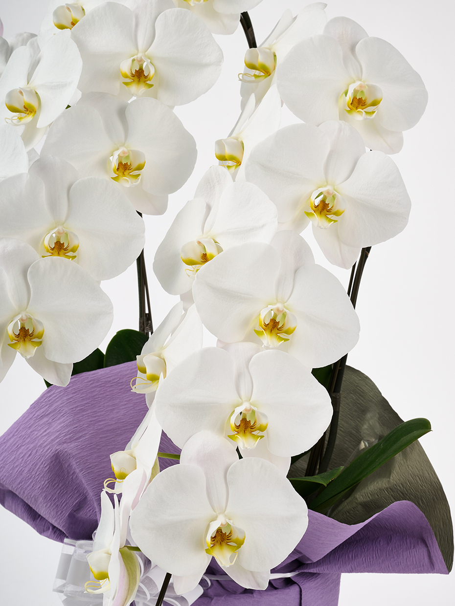 【お供え】胡蝶蘭 大輪 白 3本立ち 30輪以上のアップ