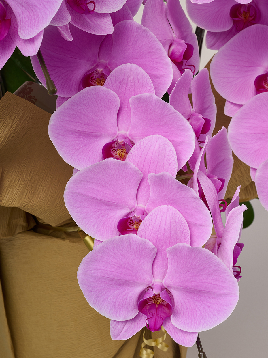 胡蝶蘭 大輪 ピンク 5本立ち 55輪以上のアップ