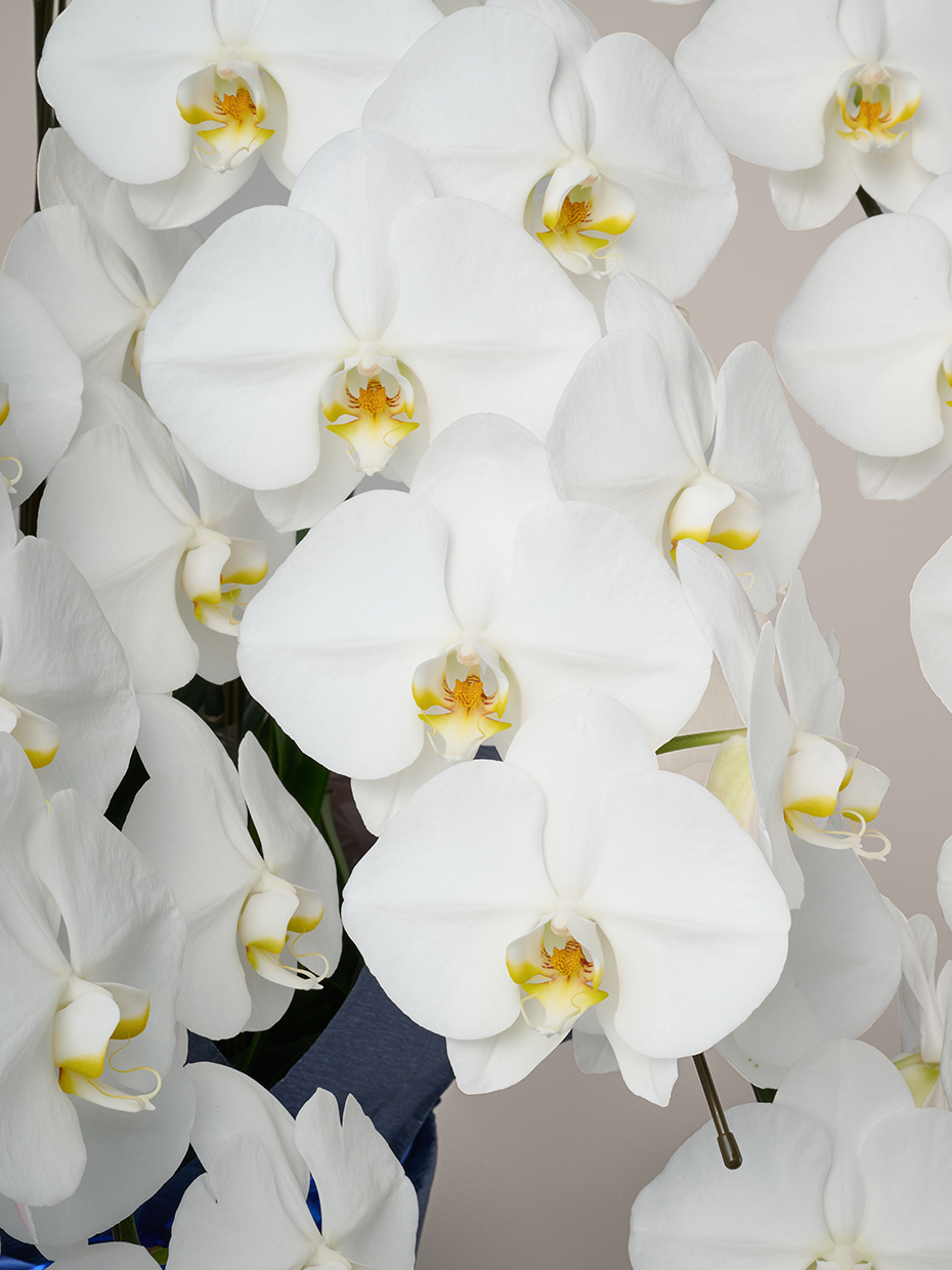 胡蝶蘭 大輪 白 5本立ち 55輪以上のアップ