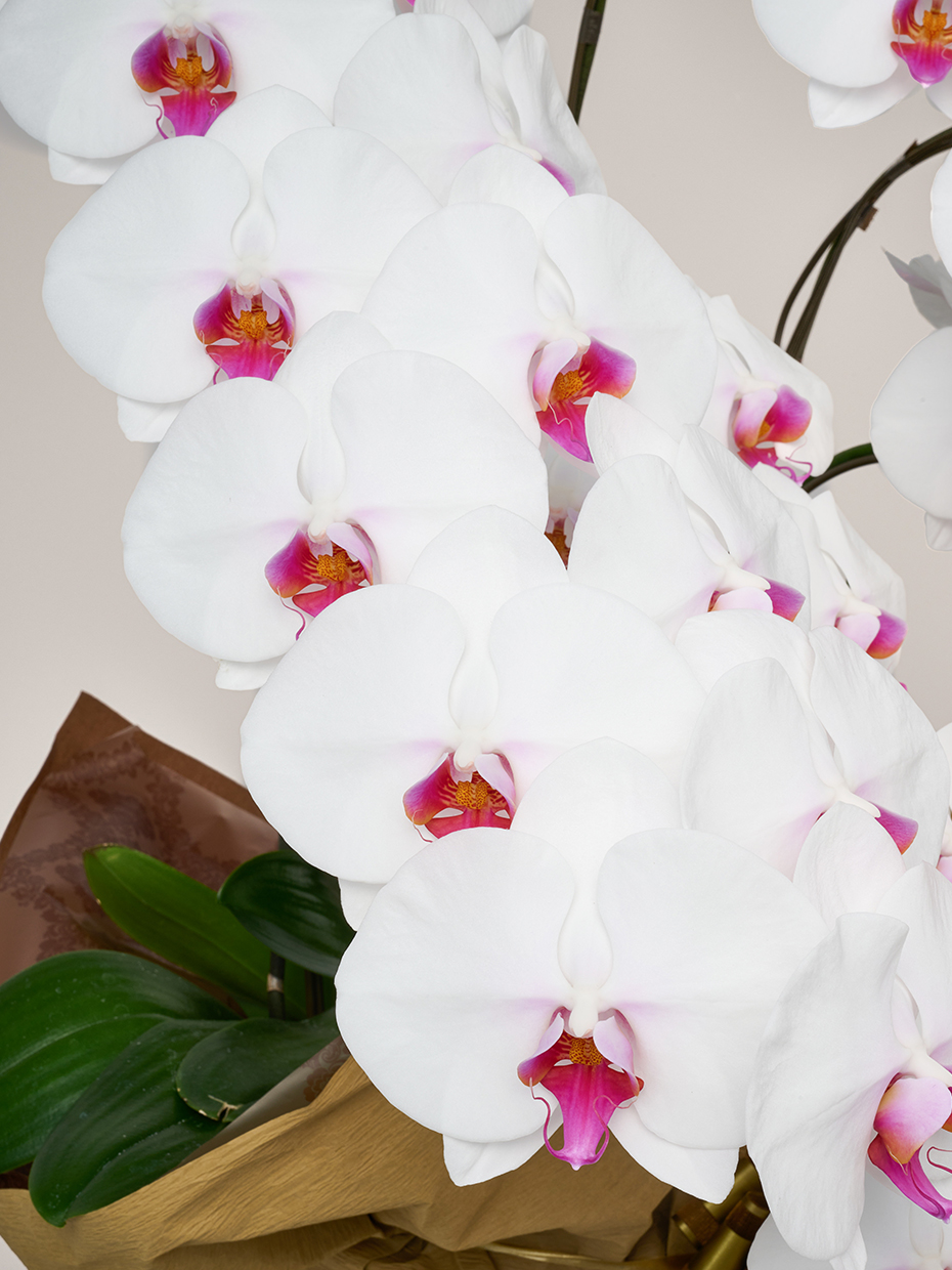 胡蝶蘭 大輪 赤リップ 5本立ち 55輪以上のアップ