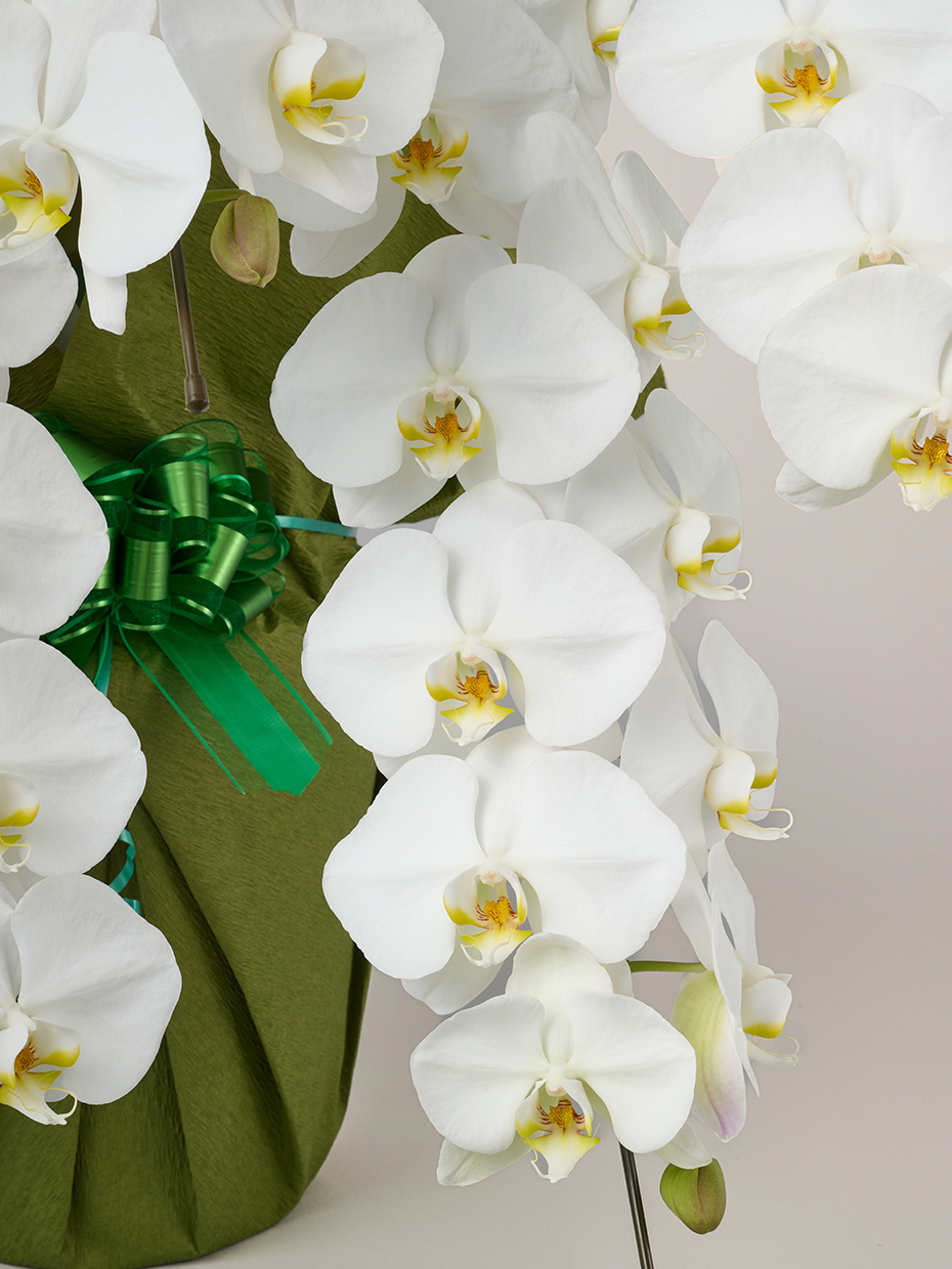 胡蝶蘭 大輪 白 5本立ち 60輪以上のアップ