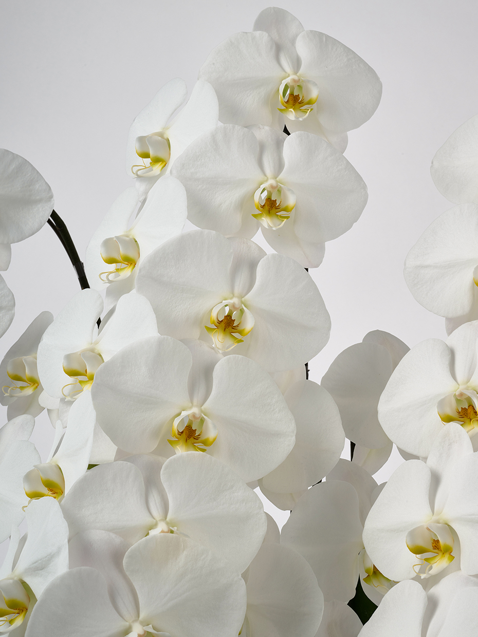 【お供え】胡蝶蘭 大輪 白 5本立ち 70輪以上のアップ
