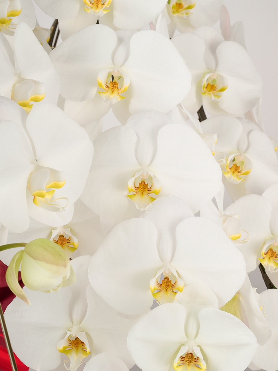 胡蝶蘭 大輪 白 7本立ち 98輪以上のアップ