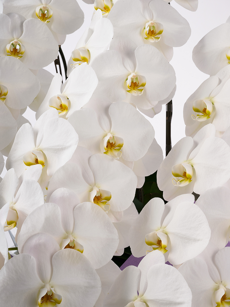 【お供え】胡蝶蘭 大輪 白 7本立ち 84輪以上のアップ