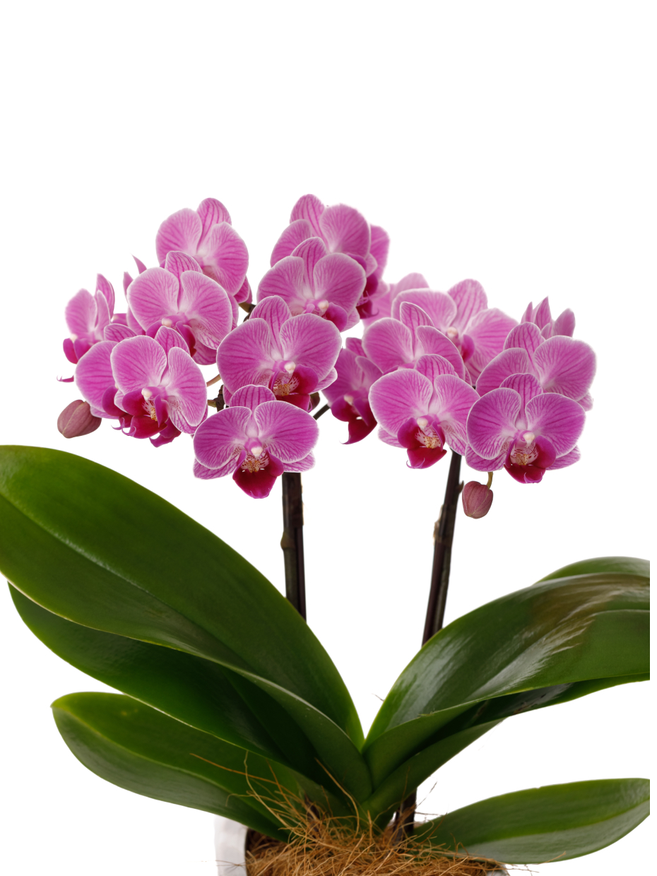 ミディ胡蝶蘭 黄色 2本立ち タンブラーポット（4号）のアップ