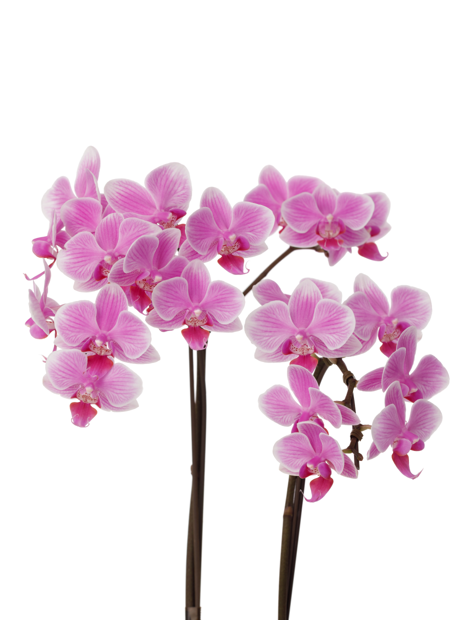 ミディ胡蝶蘭 ピンク 2本立ち（4号）のアップ