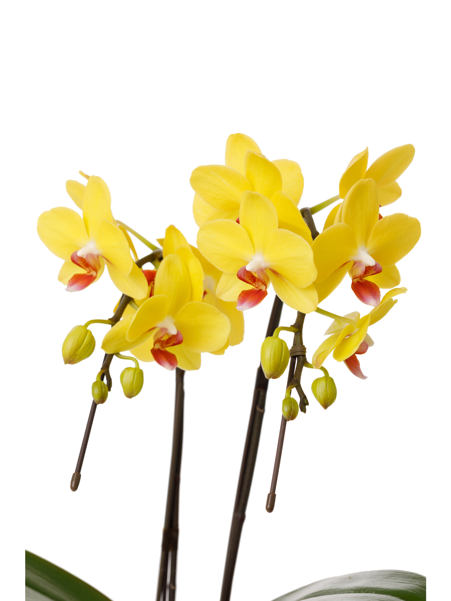 ミディ胡蝶蘭 黄色 2本立ち タンブラーポット（4号）のアップ